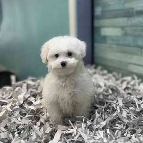 Poodle
