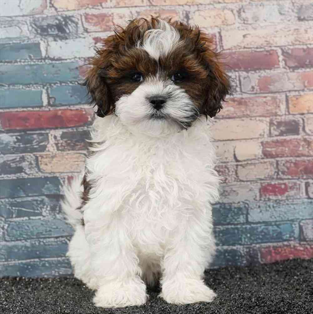 carousel pet images