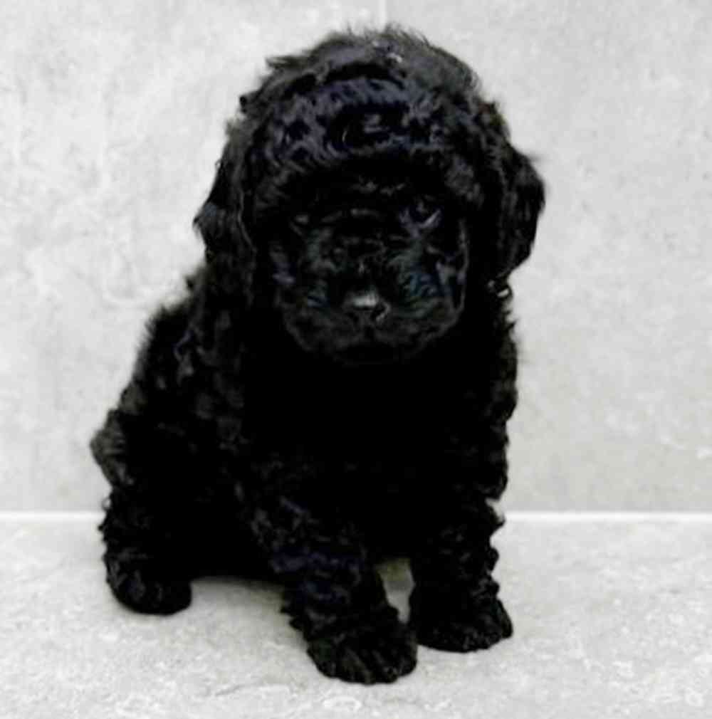 Image of a pet breed in the gallery