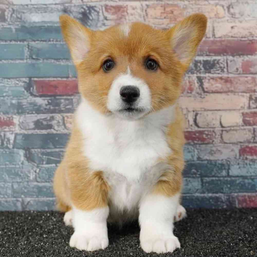 Image of a pet breed in the gallery