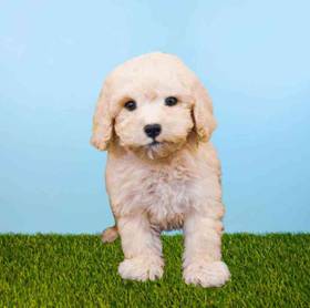Cavachon-Poodle