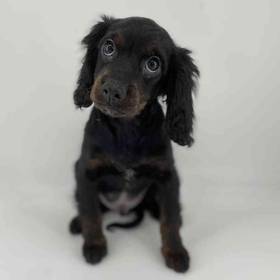 Cavapoo