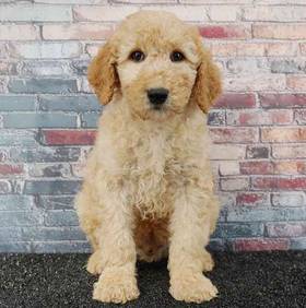 2nd Gen Mini Goldendoodle