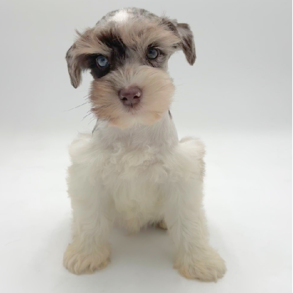 Image of a pet breed in the gallery