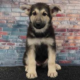 German Shepherd