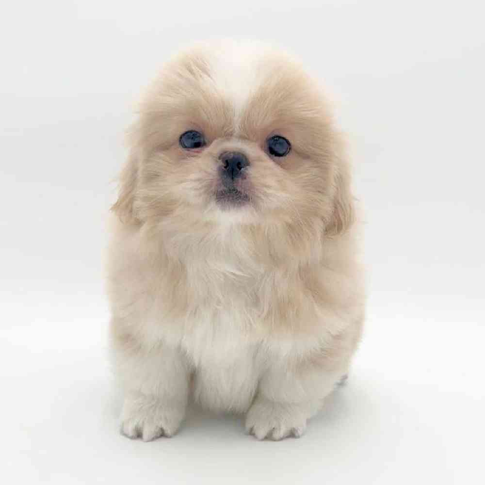 pet breed image