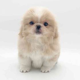 Pekingese