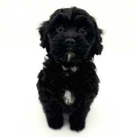 Cockapoo