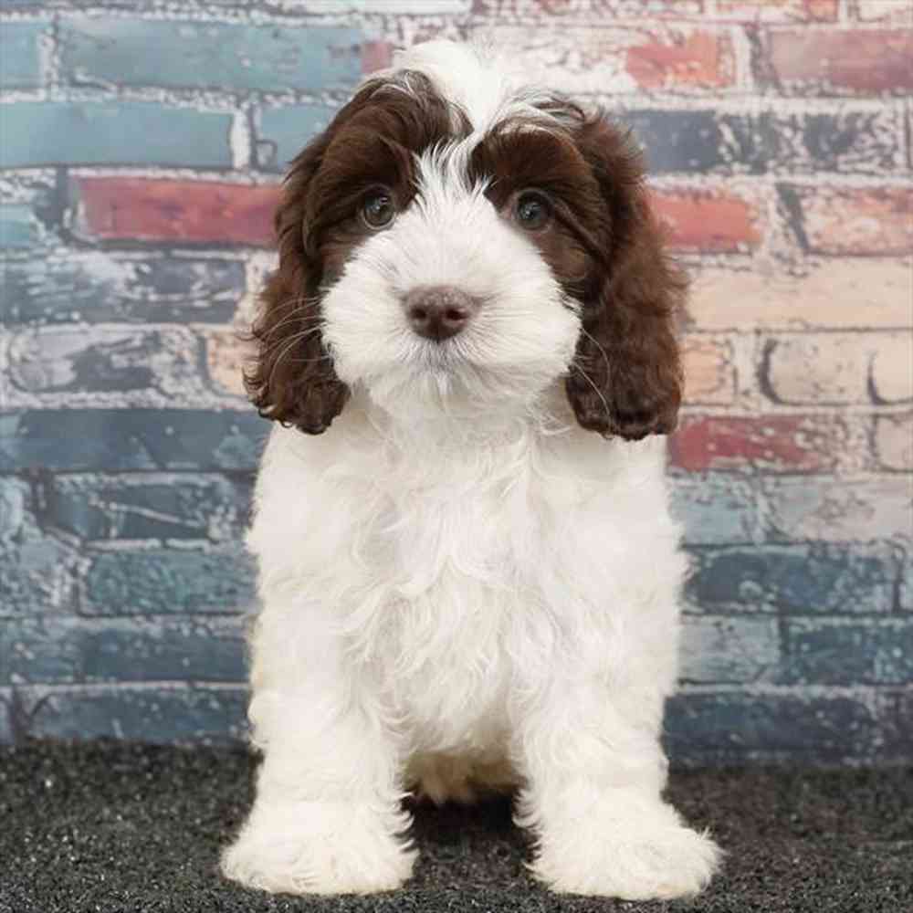 carousel pet images