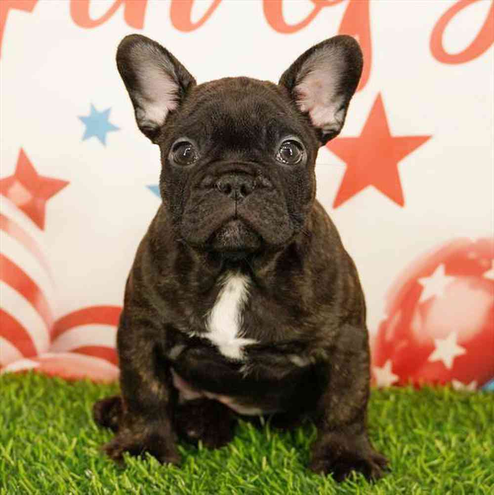 Image of a pet breed in the gallery