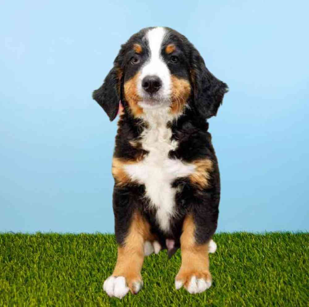 Male Bernese Mountain Dog Puppy for Sale in Meridian, ID