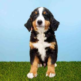 Bernese Mountain Dog