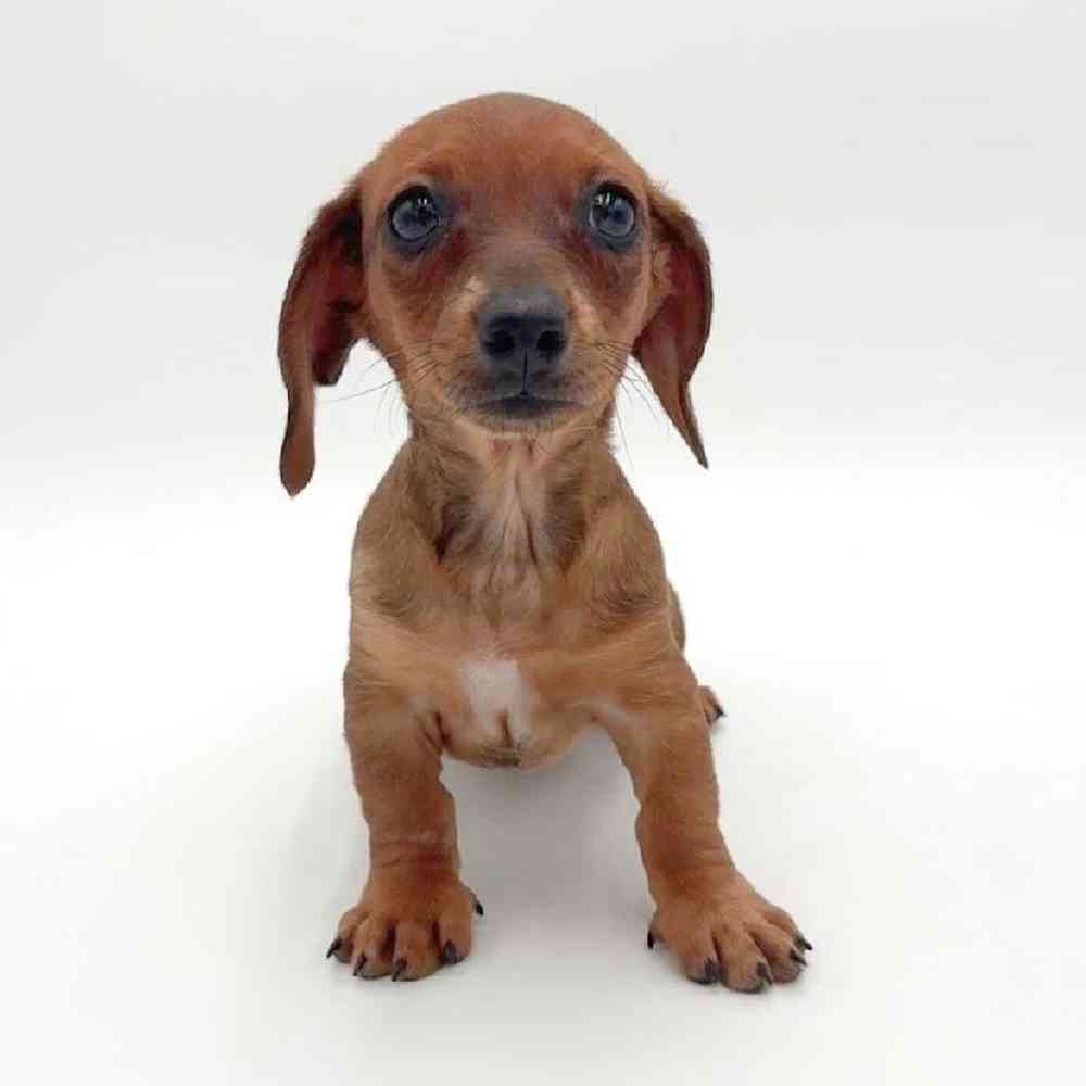 Image of a pet breed in the gallery
