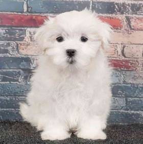 Maltese