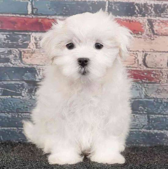Maltese