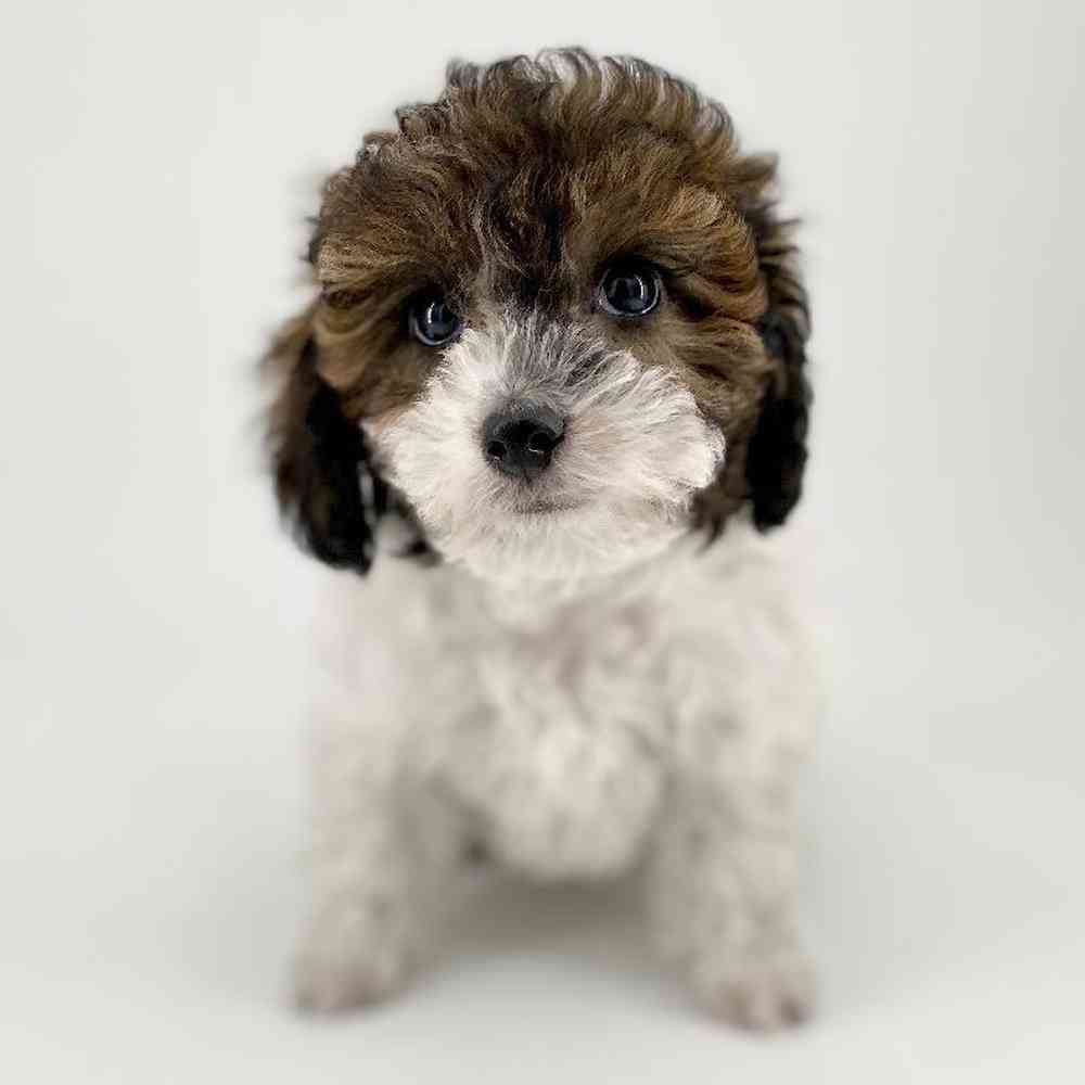 carousel pet images