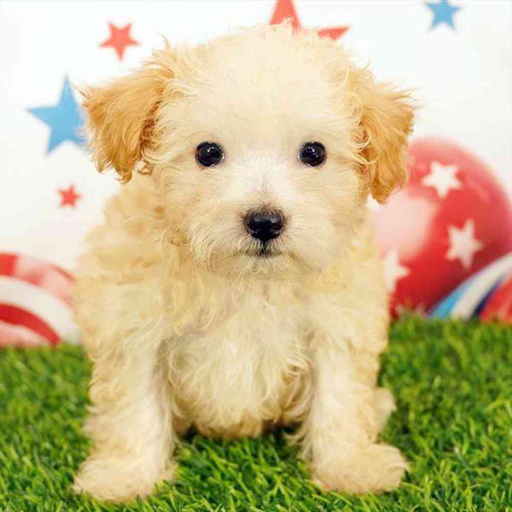 Image of a pet breed in the gallery