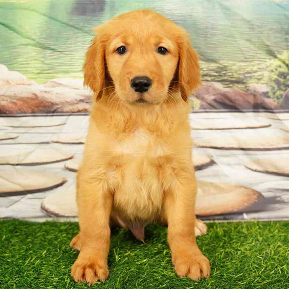 Image of a pet breed in the gallery