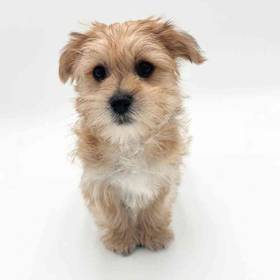 Morkie