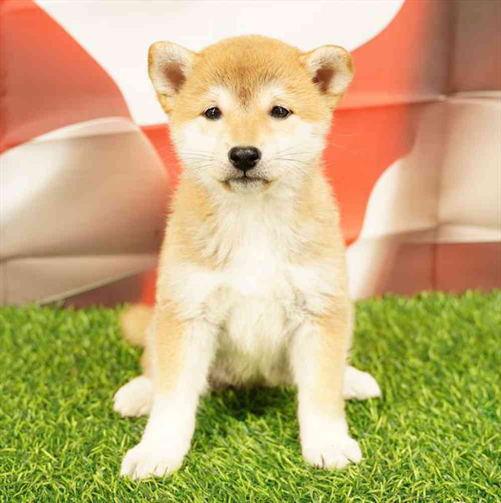 Image of a pet breed in the gallery