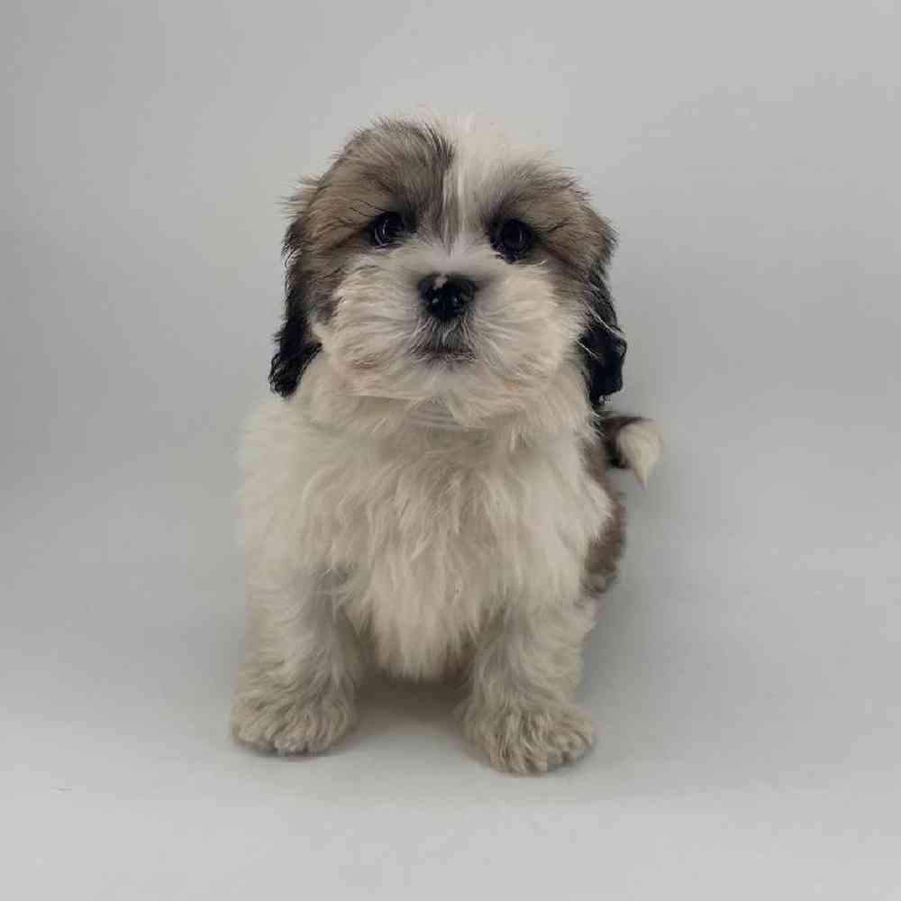 carousel pet images