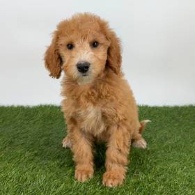 2nd Gen Mini Goldendoodle