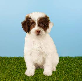 Poodle