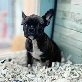 Frenchton