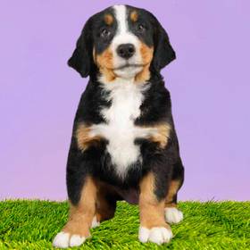 Bernese Mountain Dog