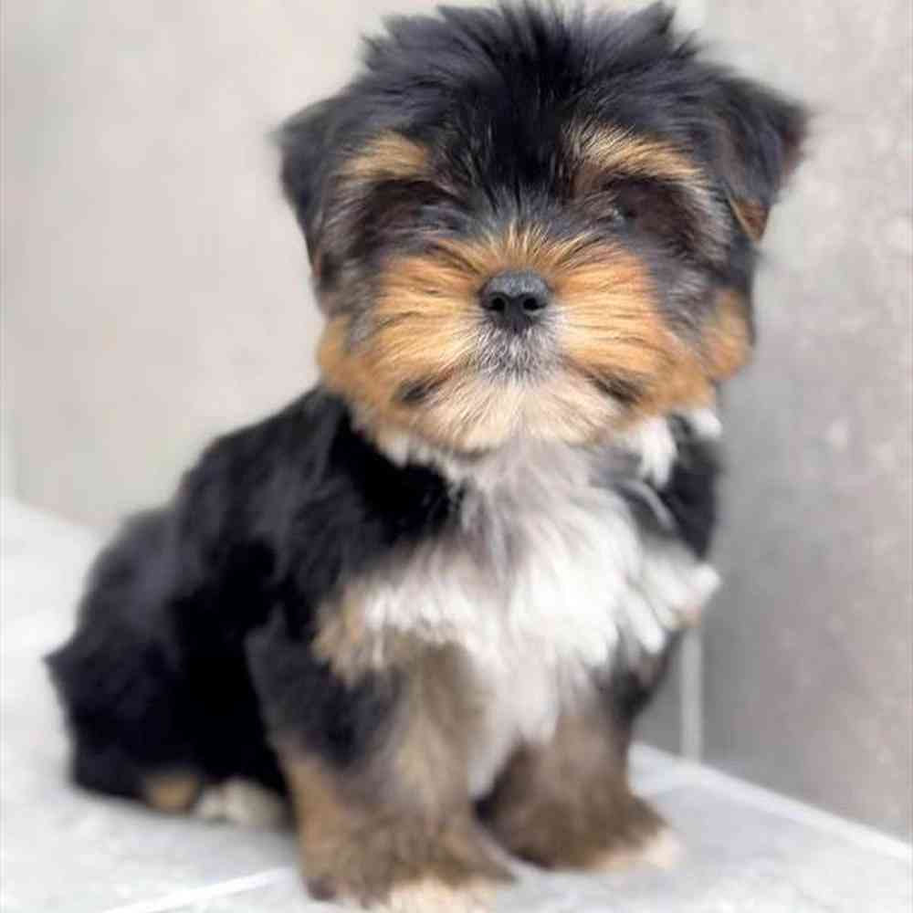 Image of a pet breed in the gallery