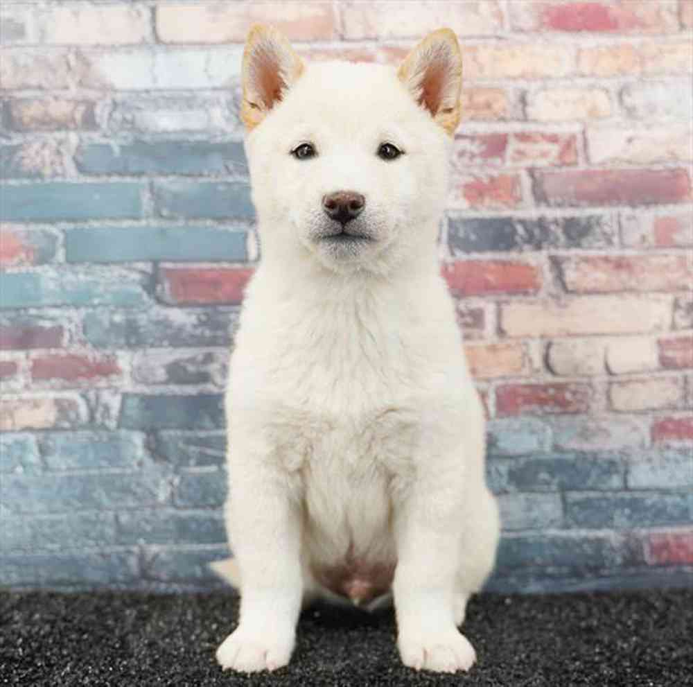 Image of a pet breed in the gallery