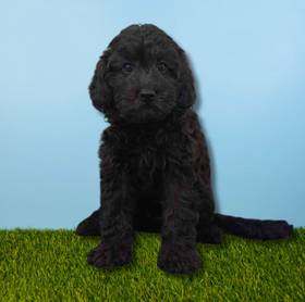2nd Gen Mini Goldendoodle