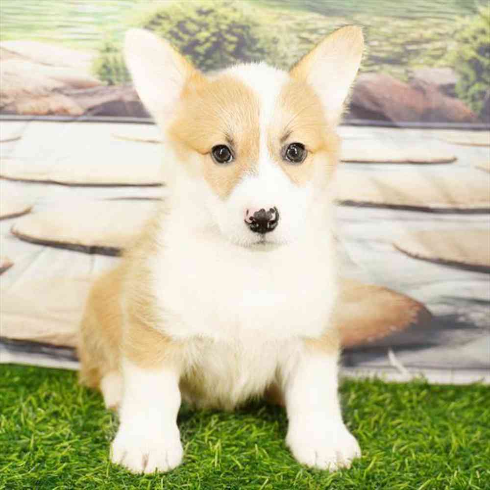 Image of a pet breed in the gallery