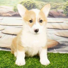 Pembroke Welsh Corgi