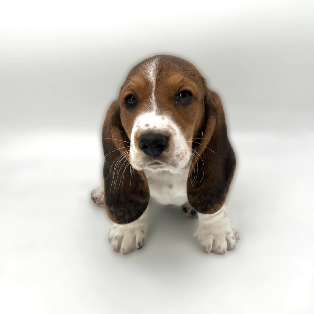 Image of a pet breed in the gallery