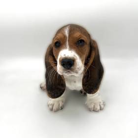Basset Hound