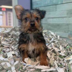 Silky Terrier
