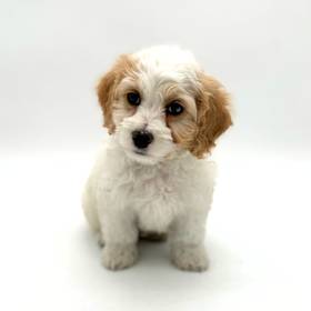 Cockapoo