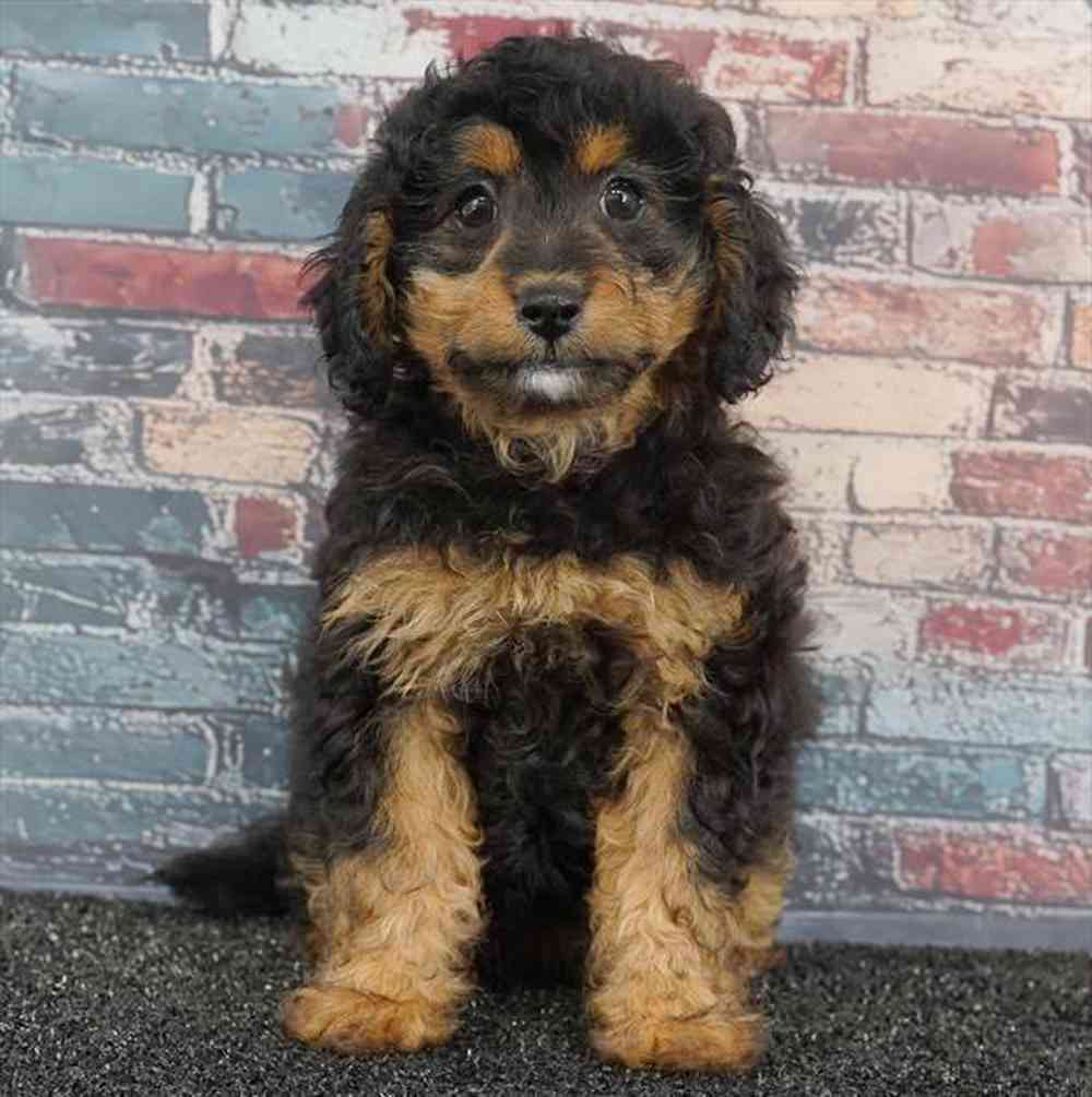 Image of a pet breed in the gallery