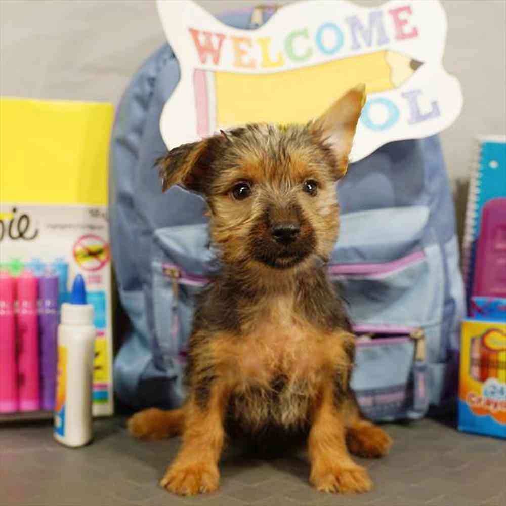 carousel pet images
