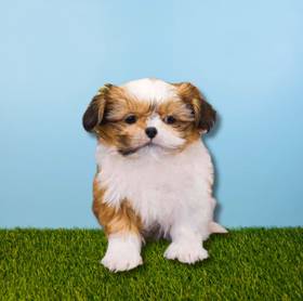 Shih Tzu