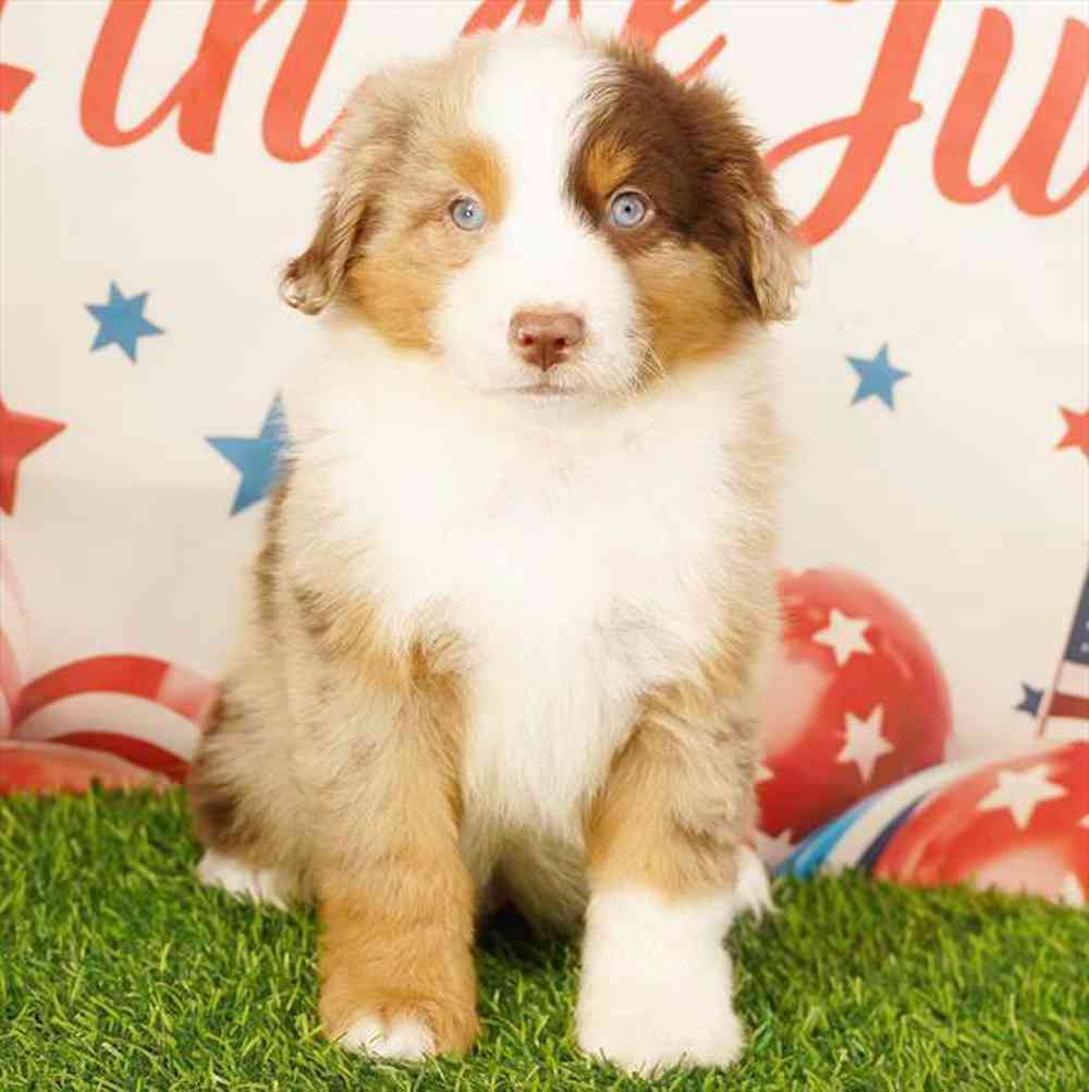 Image of a pet breed in the gallery