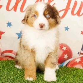 Mini Australian Shepherd
