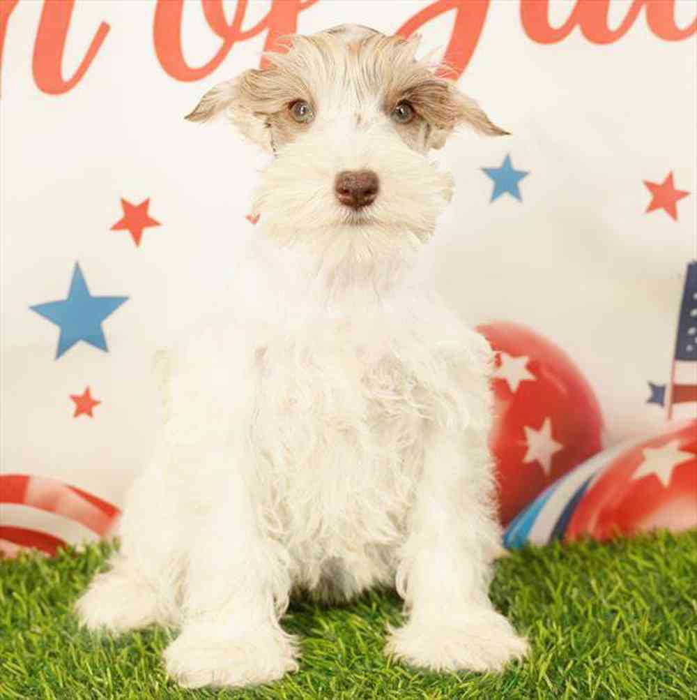 Image of a pet breed in the gallery