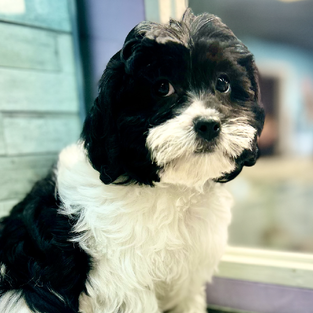 carousel pet images