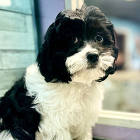 Shizapoo