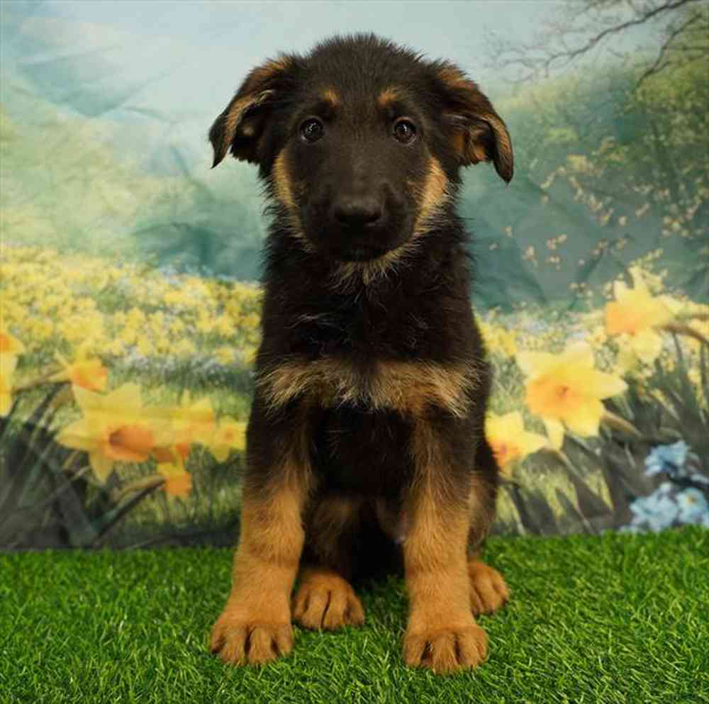 pet breed image