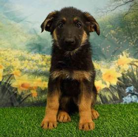 German Shepherd