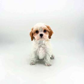 Cavapoo