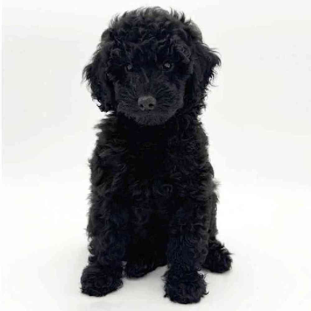 pet breed image